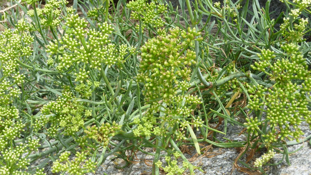 Quelques plantes du littoral de Saint Jean le Thomas