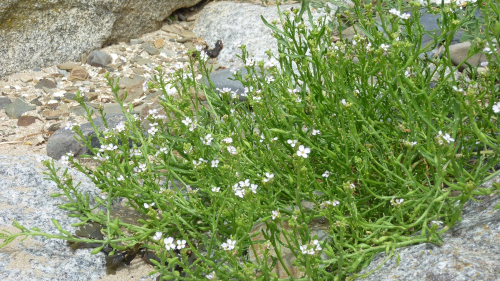 Quelques plantes du littoral de Saint Jean le Thomas