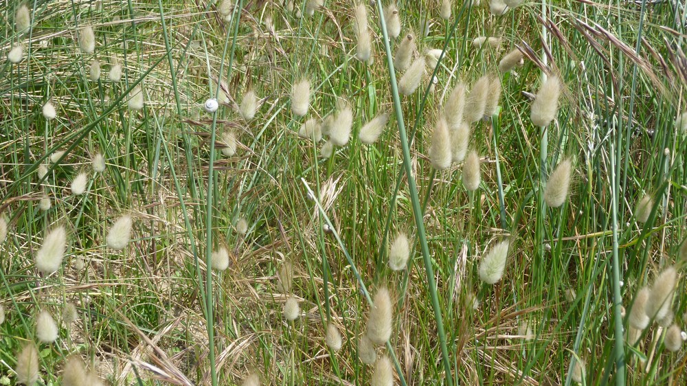 Quelques plantes du littoral de Saint Jean le Thomas