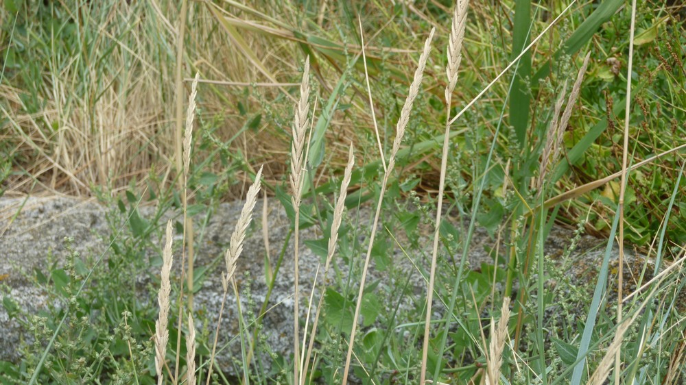 Quelques plantes du littoral de Saint Jean le Thomas