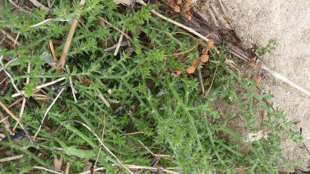 Quelques plantes du littoral de Saint Jean le Thomas