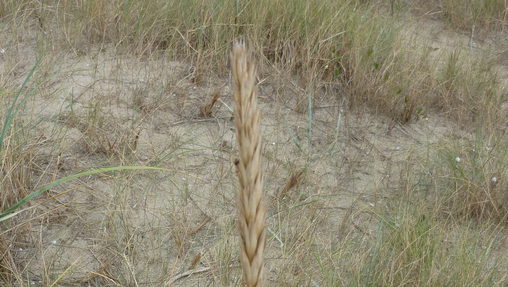 Quelques plantes du littoral de Saint Jean le Thomas