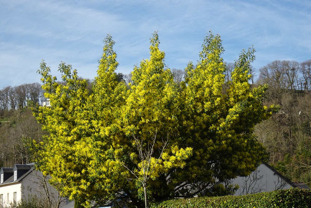 Balade mimosa à Saint-Jean-le-Thomas