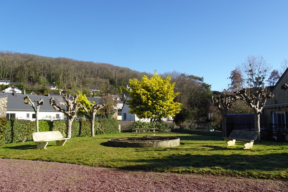 Balade mimosa à Saint-Jean-le-Thomas