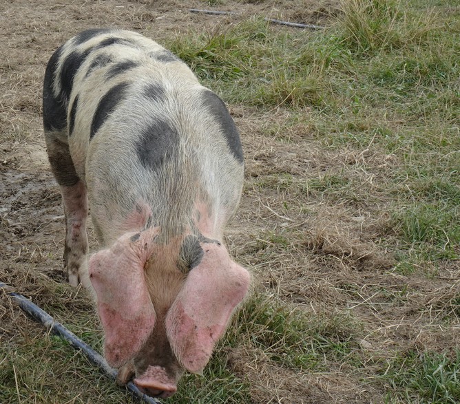 Peste porcine africaine, déclaration obligatoire