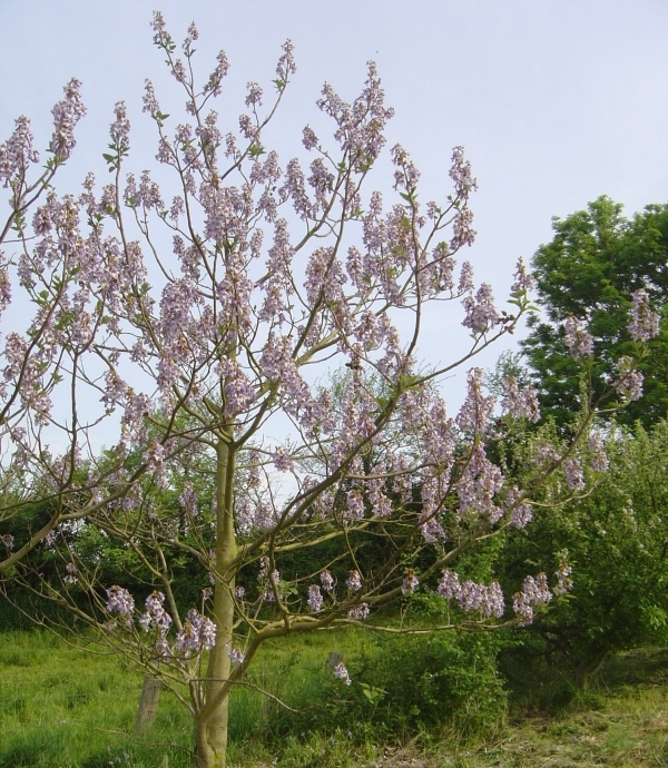 Les Pauwlonias de St Jean