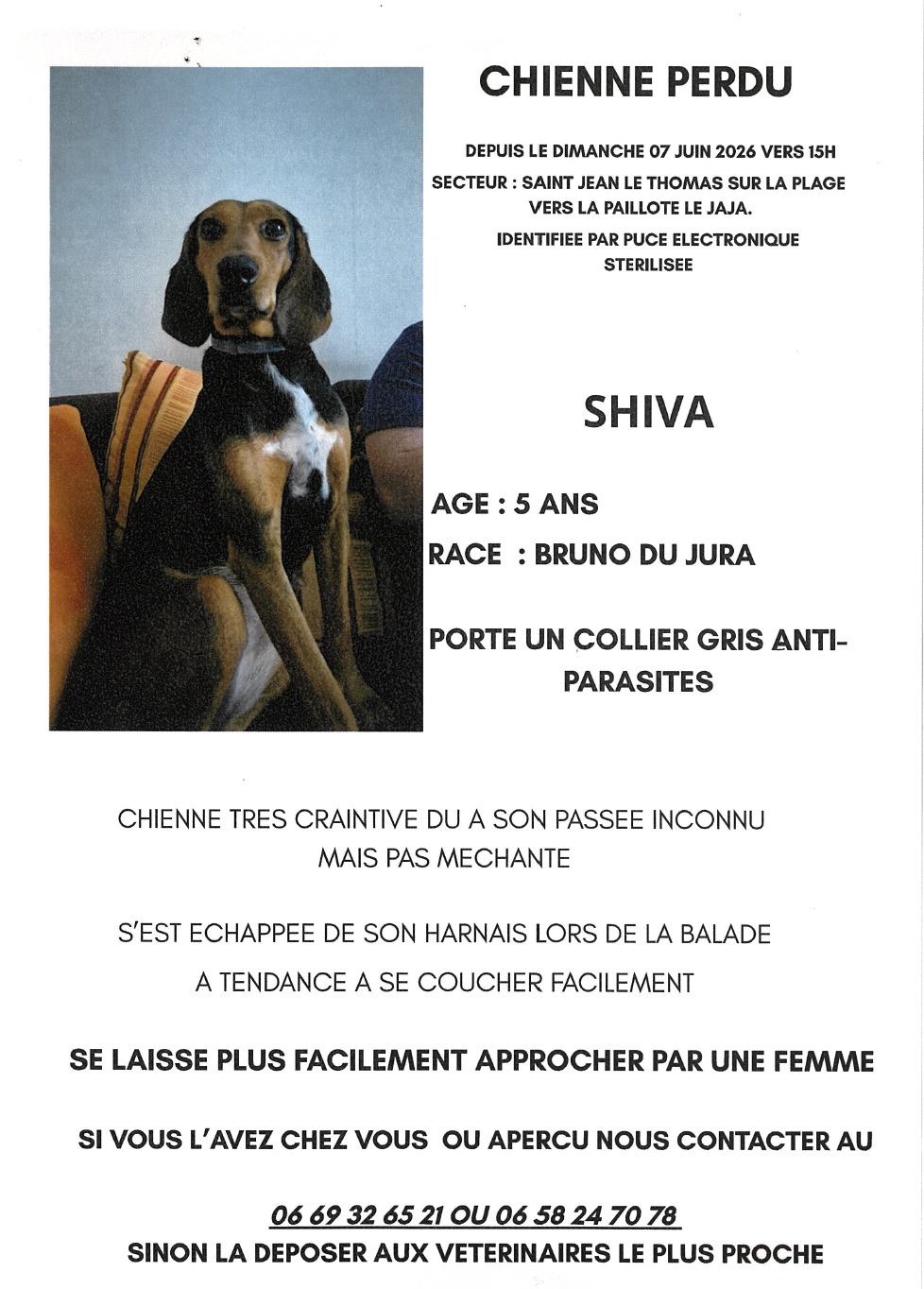 Appel à la vigilance - Chien perdu