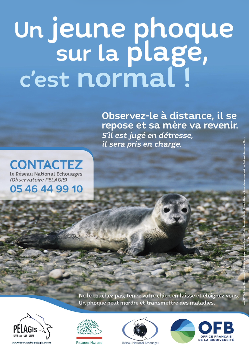 Saison des naissances des phoques veaux-marins : adoptons les bons réflexes !