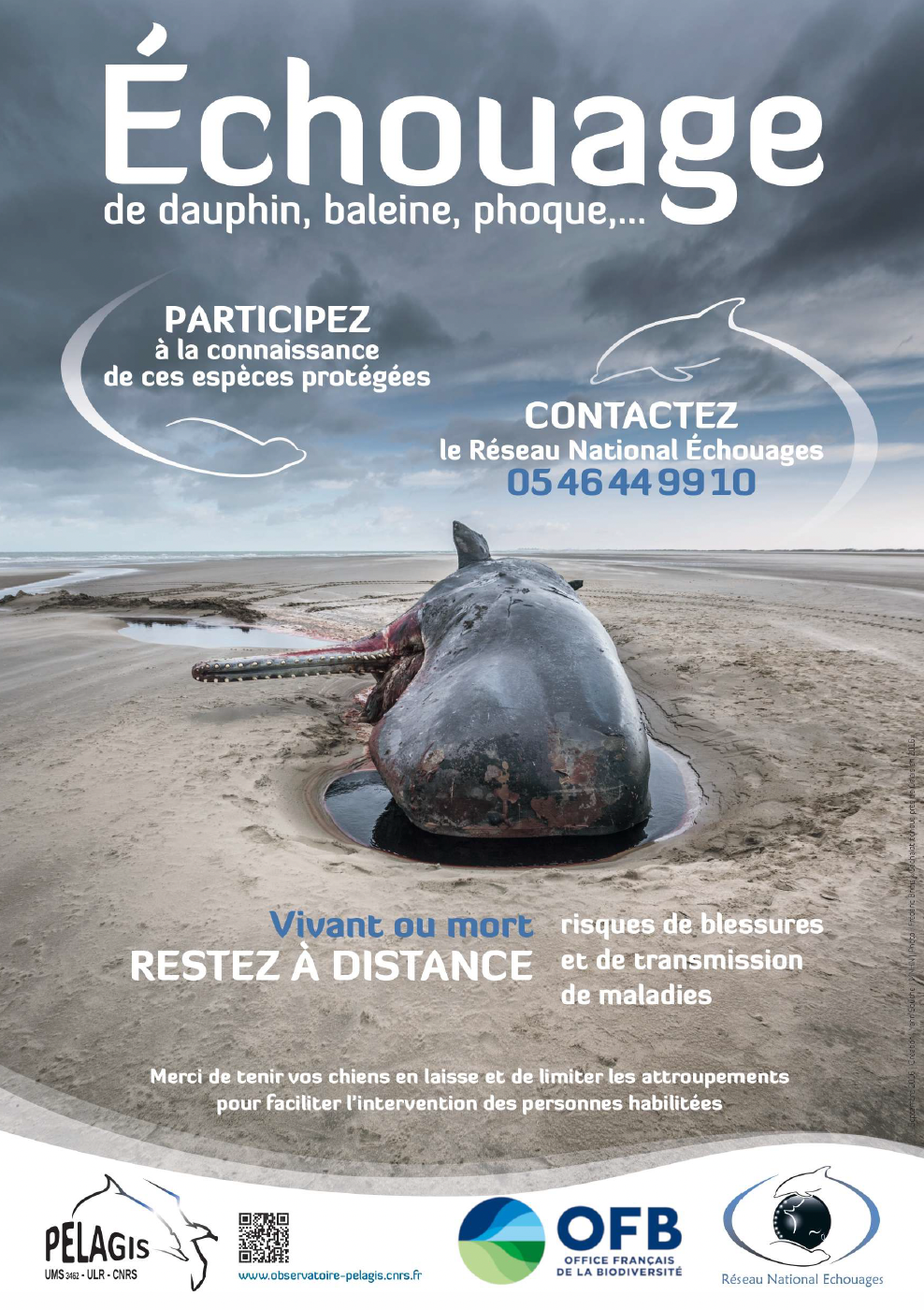 Saison des naissances des phoques veaux-marins : adoptons les bons réflexes !