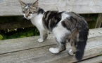 Stérilisation des chats errants Stérilisation des chats errants