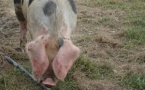 Peste porcine africaine, déclaration obligatoire
