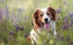 Nouvel arrêté municipal concernant la divagation des animaux domestiques Nouvel arrêté municipal concernant la divagation des animaux domestiques