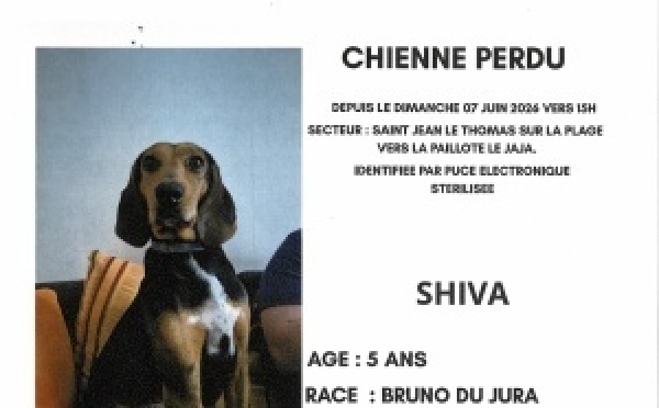 Appel à la vigilance - Chien perdu