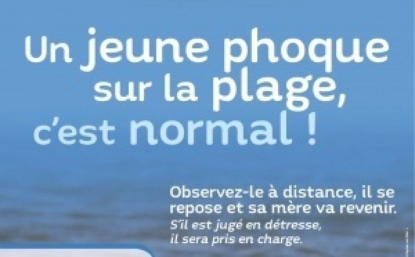 Saison des naissances des phoques veaux-marins : adoptons les bons réflexes !